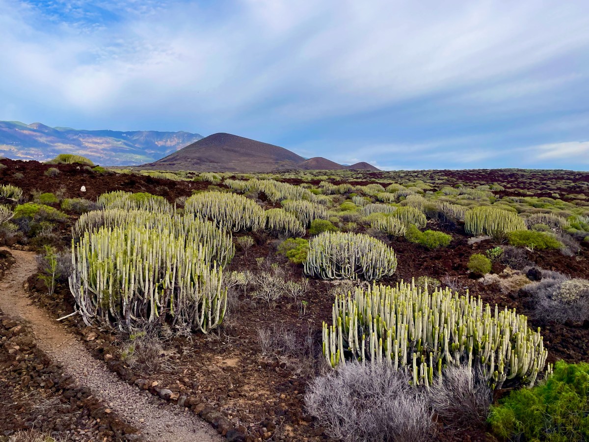 Candelaria to Malpaís de Güímar coastal&nbsp;run