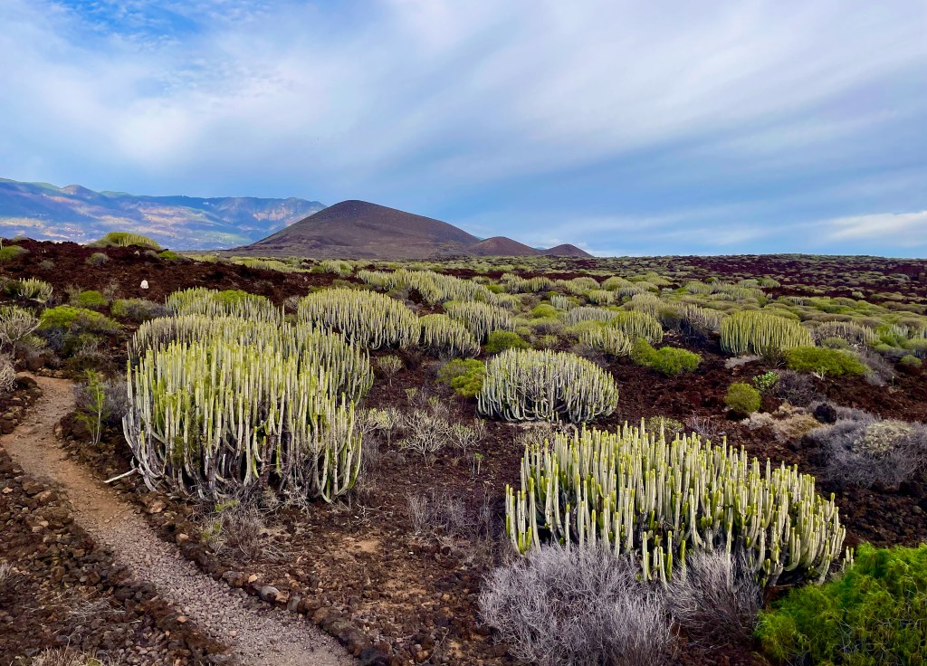 Candelaria to Malpaís de Güímar coastal&nbsp;run