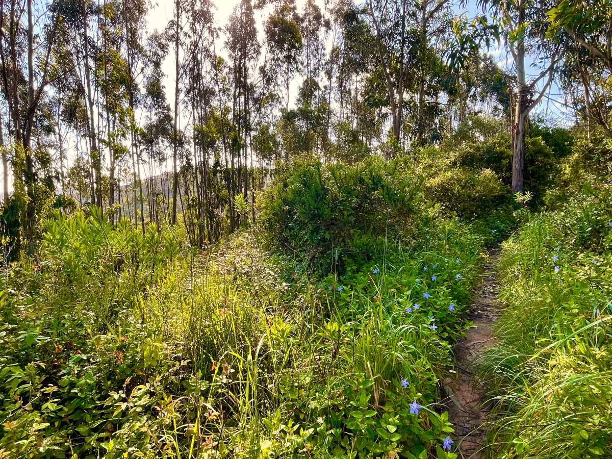Ericeira to Praia de São&nbsp;Lourenço