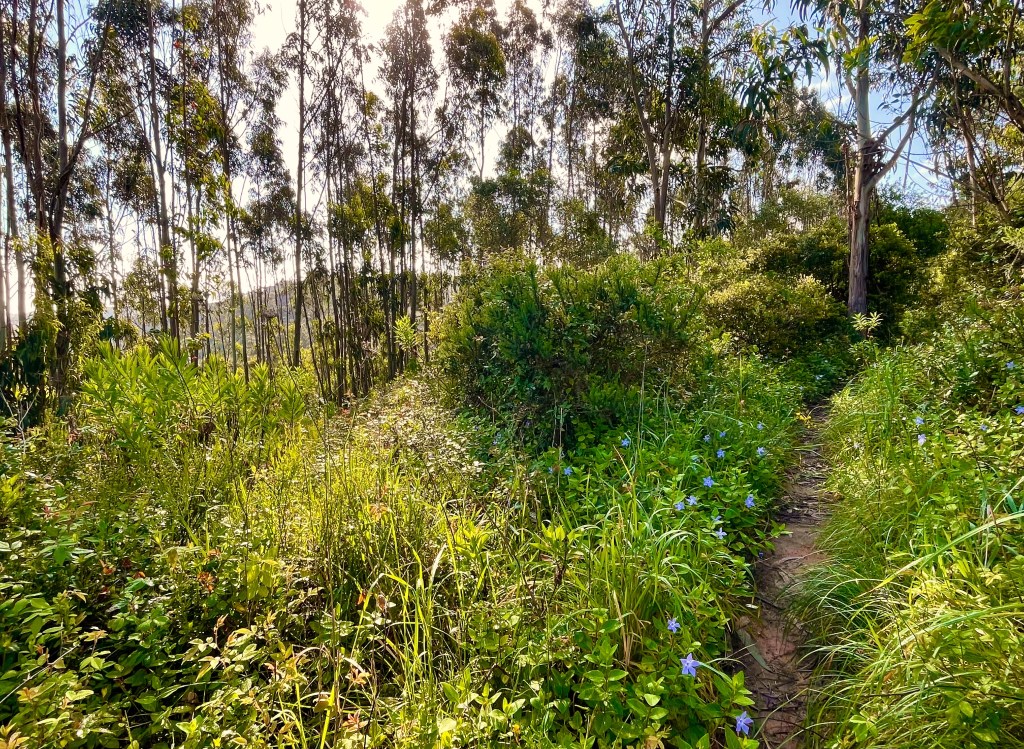 Ericeira to Praia de São&nbsp;Lourenço