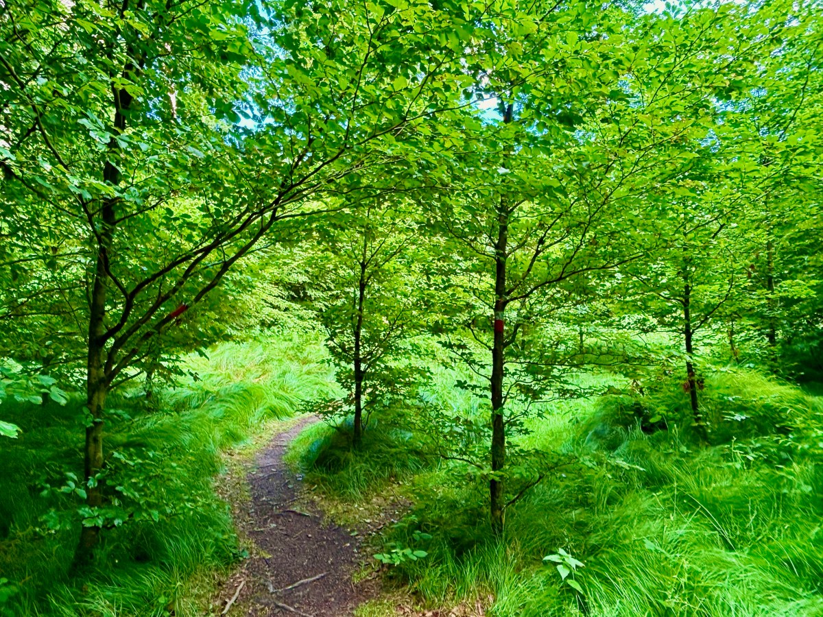 Ebersberger Forst Trail – Kirchseeon to&nbsp;Poing